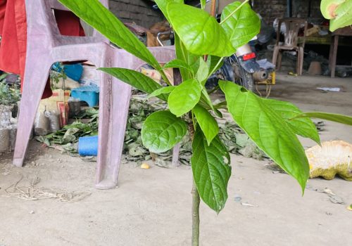 Lotkon Tree